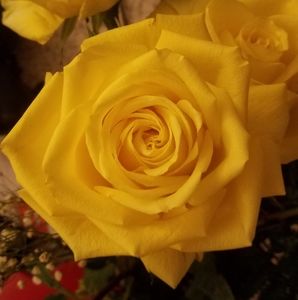 Meet your Posher, Robin